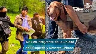 Max, el perro que encontr&oacute; a Caro Quintero para su detenci&oacute;n