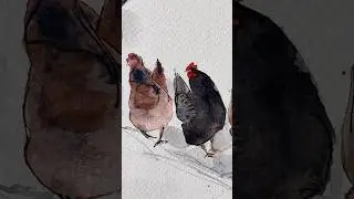 #art #shorts #youtubeshorts #painting #artist #viralvideo #chickens #drawing #artwork #watercolour