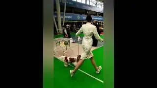 КАВАЛЕР ПОБЕДИТЕЛЬ -  ЮНЫЙ ЧЕМПИОН НКП