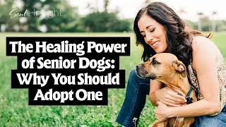 The Healing Power of Senior Dogs Why You Should Adopt One