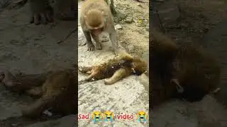 monkey baby sad 😭 video। monkey crying 😭 video।#monkey #sad #trending