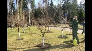 Посадка и опрыскивание саженцев в Швеции