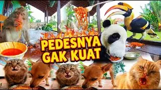 Oyen & Hewan2 Makan Mie Pedas | Funny Animal Reaction