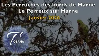 Les perruches des bords de Marne