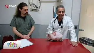 Kedilerde Astım Problemi