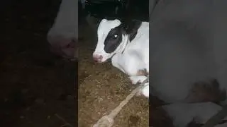 cute baby cow #viral #shortsvideo #cow #mashallah #pakistan #india #holycow #foryou