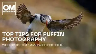 Top Tips for Puffin Photography | With OM SYSTEM Ambassador Rob Cottle