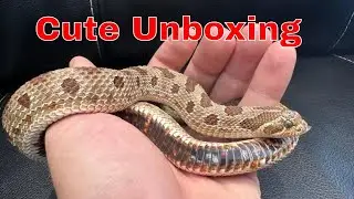 Unboxing 7 New Reptiles & Amphibians