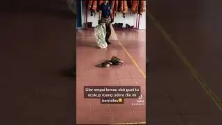 King Cobra | ular tedung selar