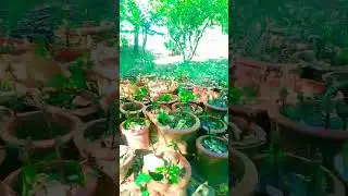 village lifetime 🌷🌷