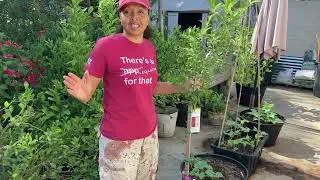 My Urban Orchard: Growing Dwarf Fruit Trees in Containers / Adding a Dwarf Santa Rosa Plum