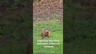 #Possum #BackyardVisitor #shorts  #Ramdom21 #shortvideo  #WhatIsThat #AnimalEncounter