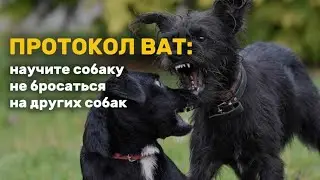 Научный метод отучить собаку кидаться на других собак