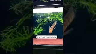 Yellow shakehead available #shortsfeed #monster #fish #pets# #vlog #petshometvm #love #aquarium #lol