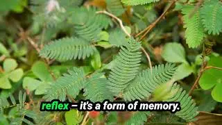 The Plant That Remembers You Touched It #naturewonders #plants #smartplant