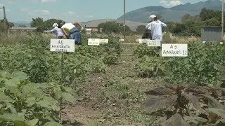 Takeaway: Ancient crops, future food