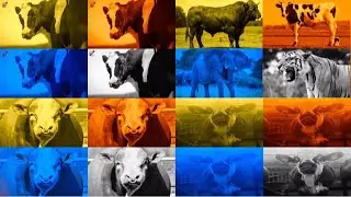 FUNNY BULLS. MEGA BATTLE. EXE 4 COLORS 4 MUSIC