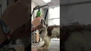 Dexter - Shih Tzu Shave down
