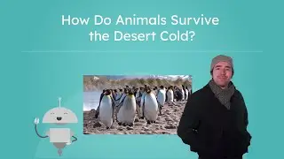 How Do Animals Survive the Desert Cold? - Polar Deserts and Animal Survival
