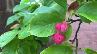 Magnolia - leaves & fruit - August 2025
