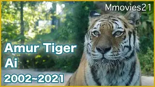 ありがとうアムールトラのアイ 12年間の思い出を綴る Amur Tiger Ai