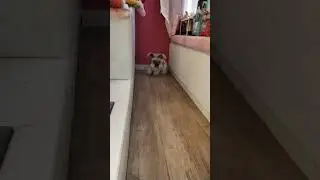 akala mo nman matangkad 😂 #viral #rabbit #pets #satisfying