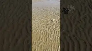 Marine Biodiversity | Population of solider crab at Jiwini Bay Makran coast