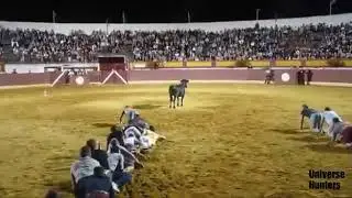Great Bull Baiting and Awesome Fighters