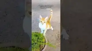 Stray kitten travels abroad to her new family #shorts