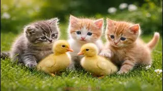 🐱🌿 Adorable Baby Kittens Playing on Green Grass | Relaxing Cat Sounds | Cute Cat Video