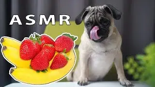 ASMR DOG REVIEWING BANANA VS.STRAWBERRY | MUKBANG | PUG |