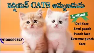 Persian cats for sale