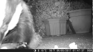 Trail Cam 0077