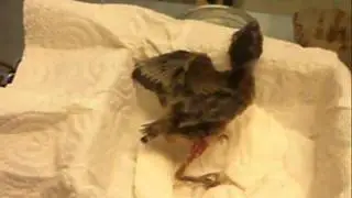 Wild Bird Rehabilitation-An example of what we do