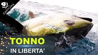 Pesca al tonno in libertà assoluta