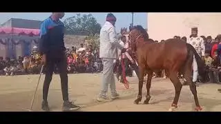 New horse dance tournament