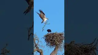 Majestic Flight: Osprey's Nest-Building Journey 🪺 #shorts #osprey #birdshorts