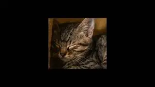 Why Your Cat’s ‘Snow Bathing’ is More Than Just Cute!