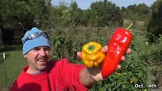 Fall GARDEN HARVEST with CrAzY FUN animals grow vegetables at home in containers organic gardening