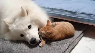 Funny cute cats and dogs | pets comedy videos | Petcee