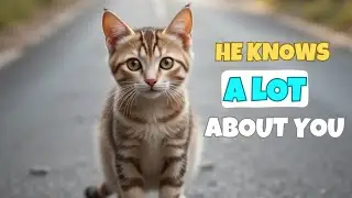 11 Secret Things Your Cat Knows About You (#7 Will Wow You)