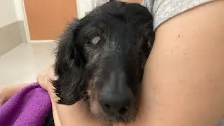 緊急病院に行ってから2日後の通院🏥朗犬きらくんは18歳