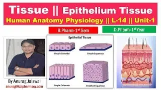 The Tissue || Epithelium Tissue  L-1 / Unit-1 || HAP
