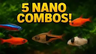 5 Peaceful Nano Fish Combos You NEED for a Stunning Community Tank!