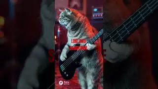 death metal kATZ. deathmetal#music#animals#atmosphere#comedy#parody#cats#guitar#