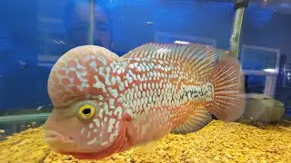 Boggs Aquatics Thursday Store Tour - See what's new!