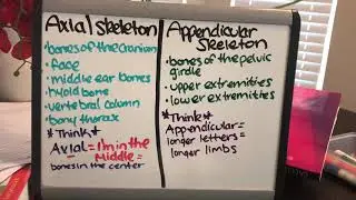 Axial vs Appendicular Skeleton