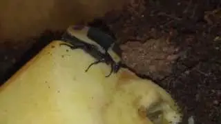 Pachnoda Fruit Beetle Eating Fruit