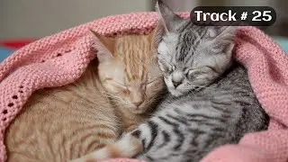 [Sleepy Cats Piano #25] Sleeping Cats with Relaxing Piano Music