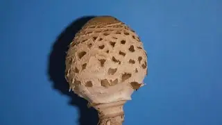 Shaggy Parasol mushroom growing time lapse | Mywoodlife